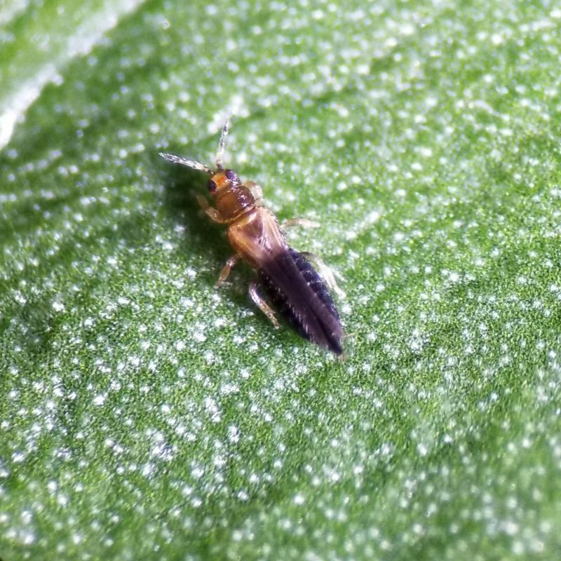 Check Ornamentals For Thrips, Scale, And Mites