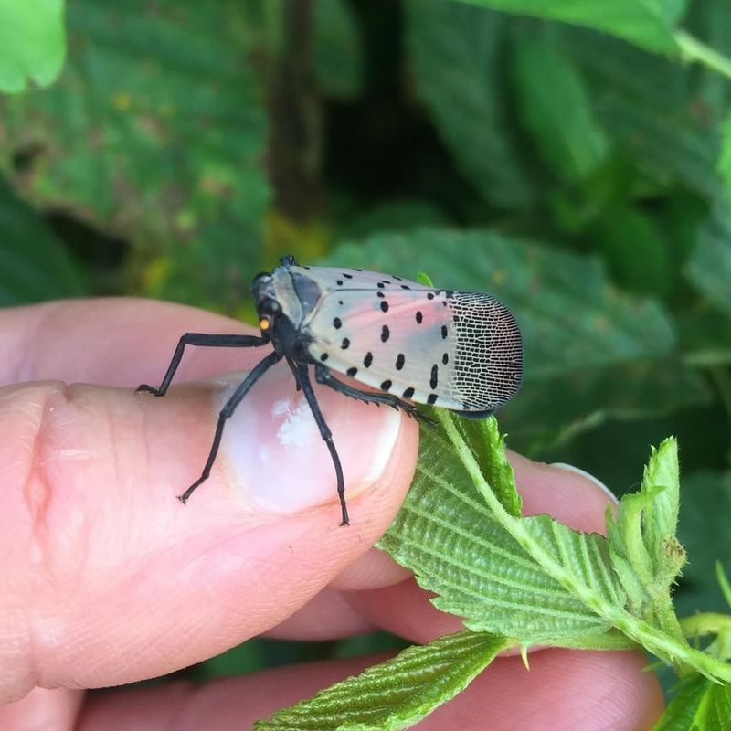 Check Outdoor Items Before Traveling From Known Spotted Lanternfly Areas
