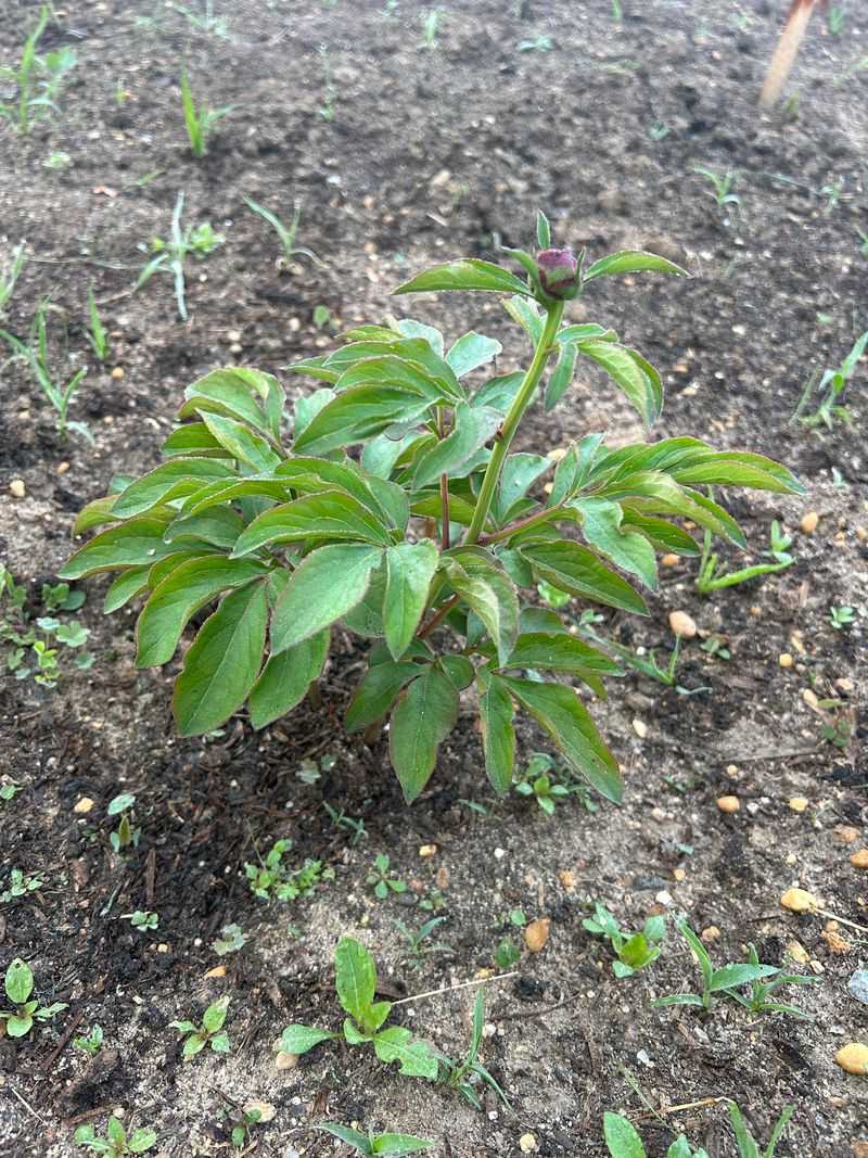 Check Planting Depth If Blooms Stay Sparse