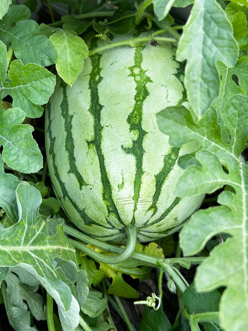 Check Ripeness Before The Rind Gives Way