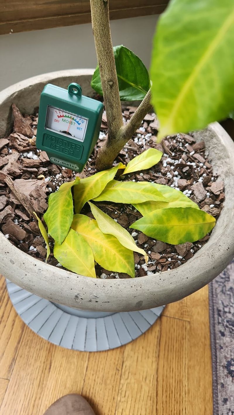 Check Soil Moisture Before Increasing Frequency