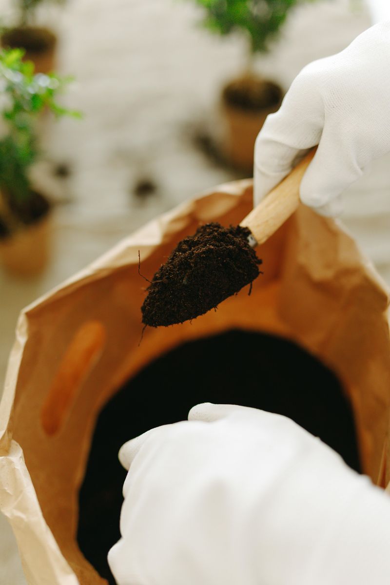 Check Soil pH Between 6.0 And 6.5 Check Soil pH Between 6.0 And 6.5