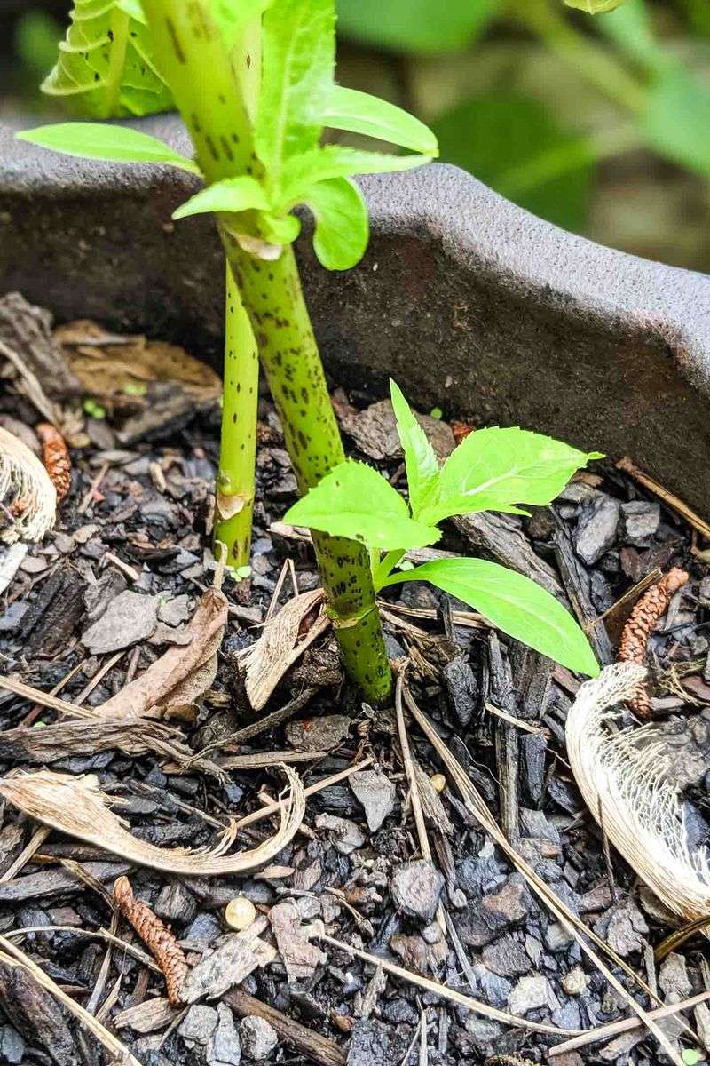 Check Stems Before You Prune Anything Check Stems Before You Prune Anything