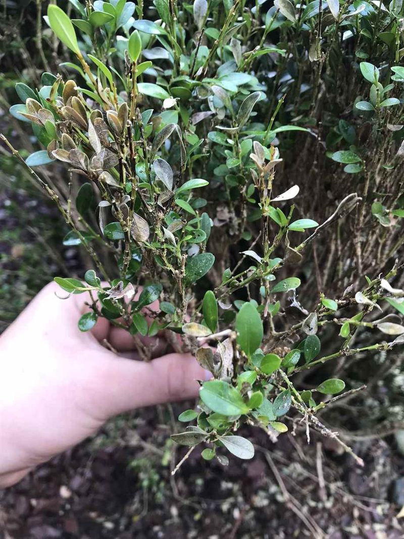 Check Stems For Black Streaking