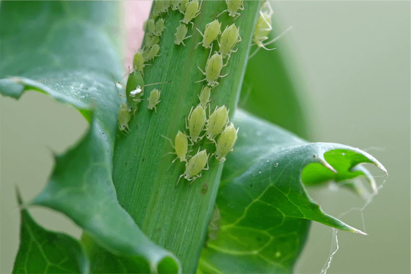 Check Tender New Growth For Aphids Early