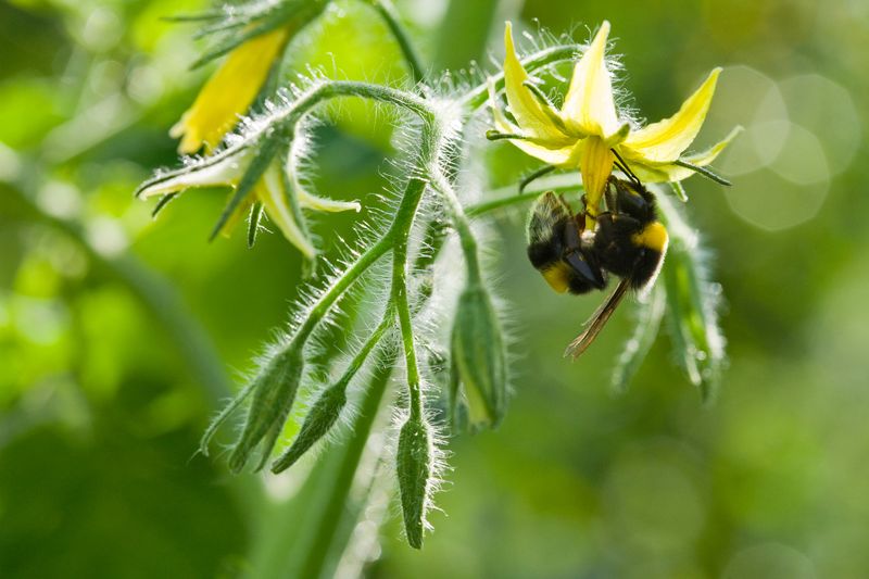 Check That Flowers Are Getting Good Pollination