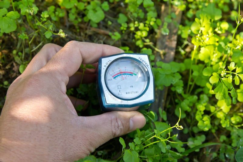 Check The Root Zone Before You Add More Water