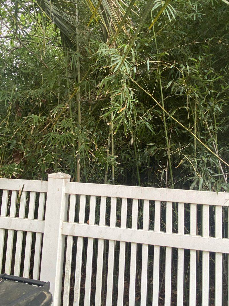 Check The Rules Before This Backyard Screen Goes In