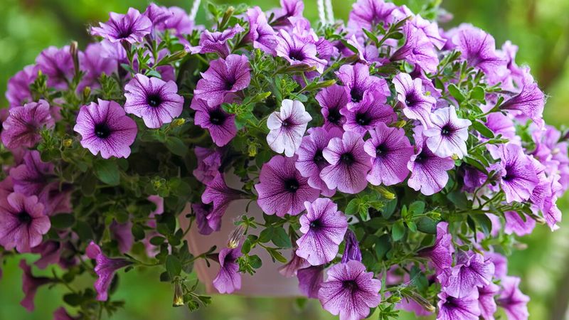 Check The Soil Before You Reach For The Watering Can