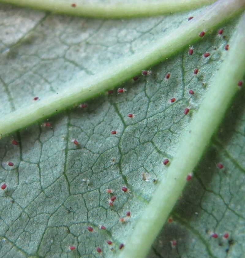 Check The Undersides Of Leaves