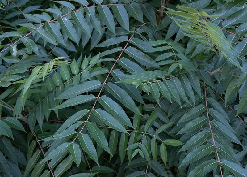 Check Tree Of Heaven And Grapevines Nearby