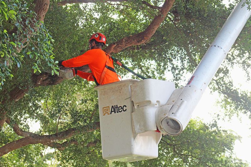 Check Trees Before Hurricane Season