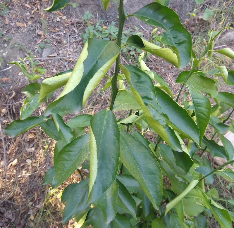 Check Watering Before Reaching For Fertilizer