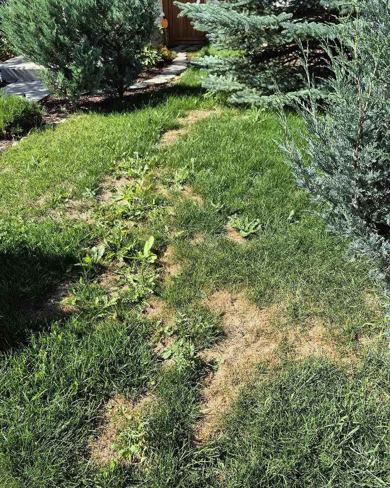 Check Where Damaged Grass Meets Healthy Grass Check Where Damaged Grass Meets Healthy Grass