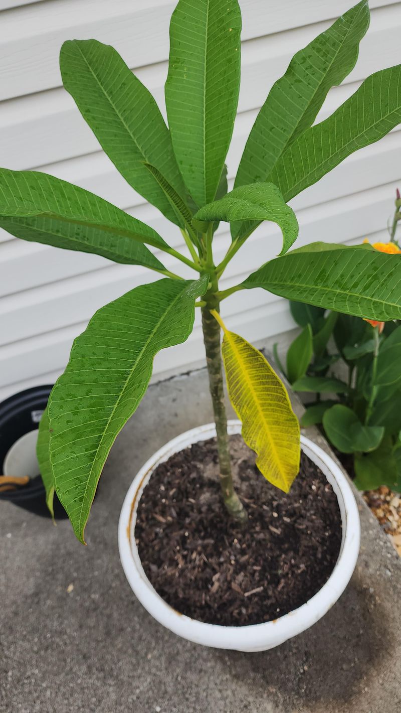 Check Whether Old Leaves Are Shedding Naturally Check Whether Old Leaves Are Shedding Naturally