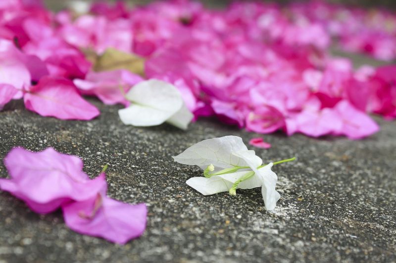 Check Whether Summer Stress Triggered The Bloom Drop