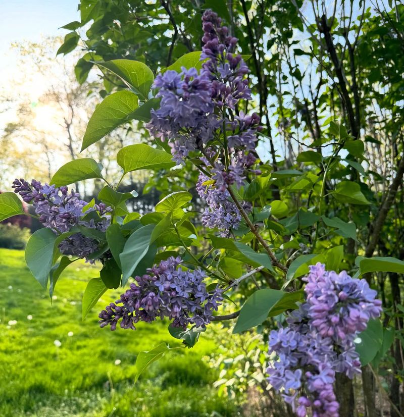 Check Whether Your Lilac Is Too Young To Bloom Check Whether Your Lilac Is Too Young To Bloom