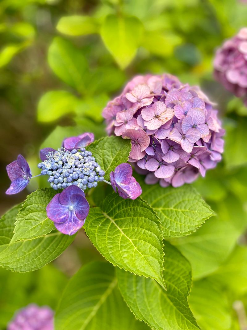 Check Which Hydrangea Type You Are Growing