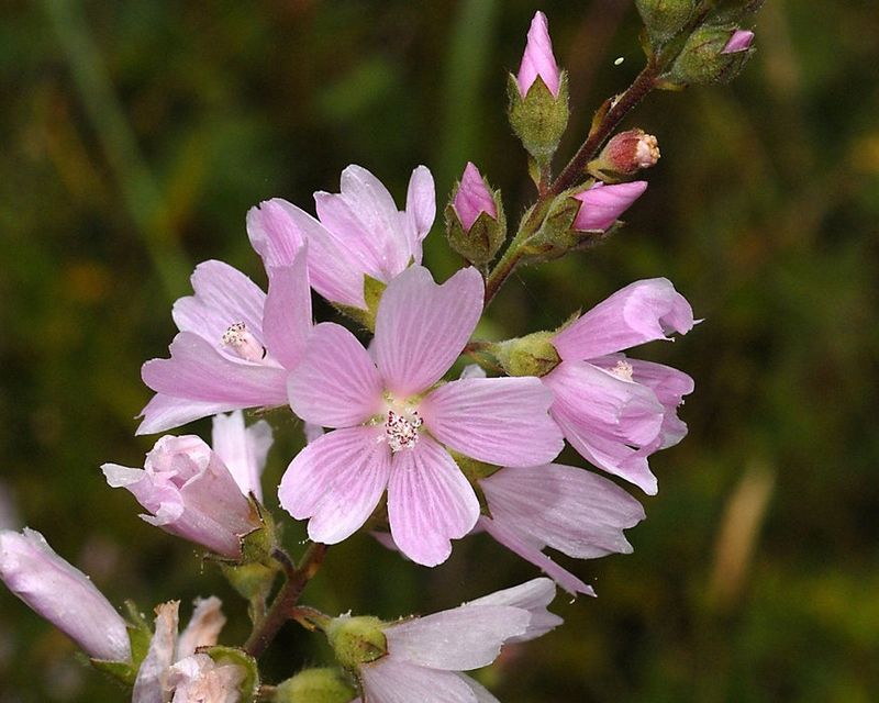 Checker Mallow Adds Color And Pollinator Appeal Checker Mallow Adds Color And Pollinator Appeal