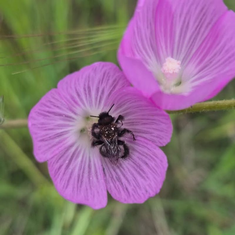 Checkerbloom