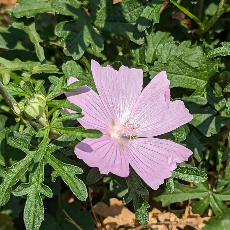 Checkerbloom