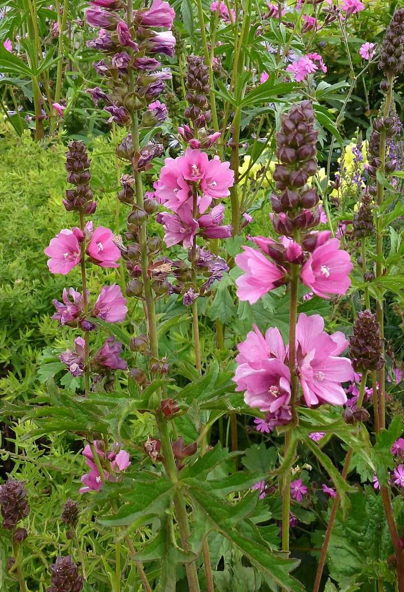 Checkerbloom