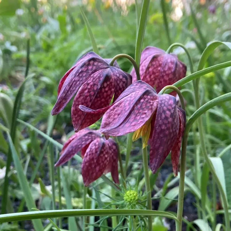 Checkered Lily Brings Quiet Charm To Cool Spots