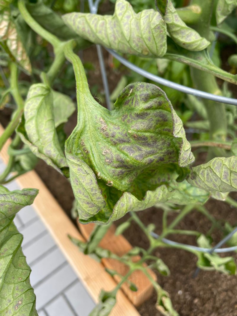 Chemical Fertilizers Used Heavily In Already Harsh Soil