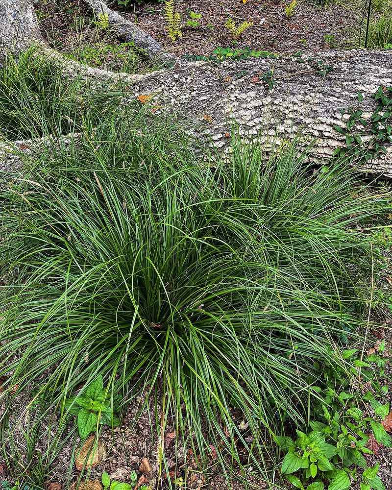 Cherokee Sedge Cherokee Sedge