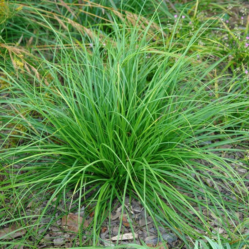 Cherokee Sedge 