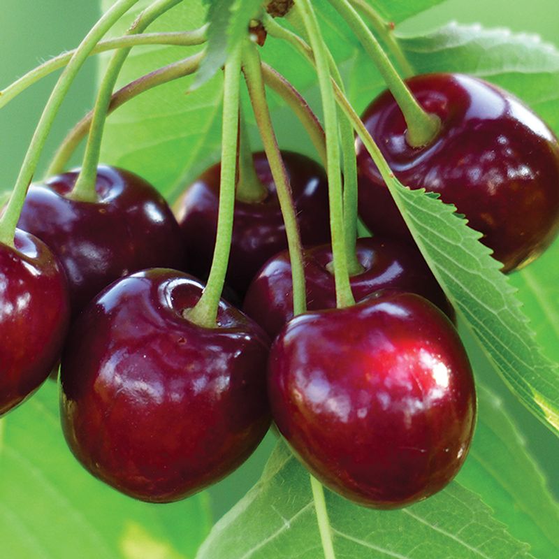 Cherries (Prunus Spp.)