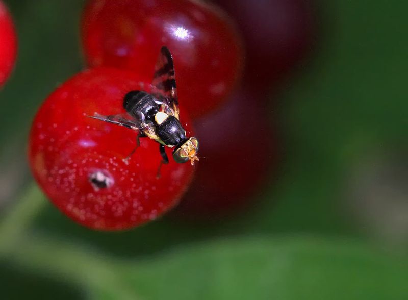 Cherry Fruit Fly Targets Ripening Cherries