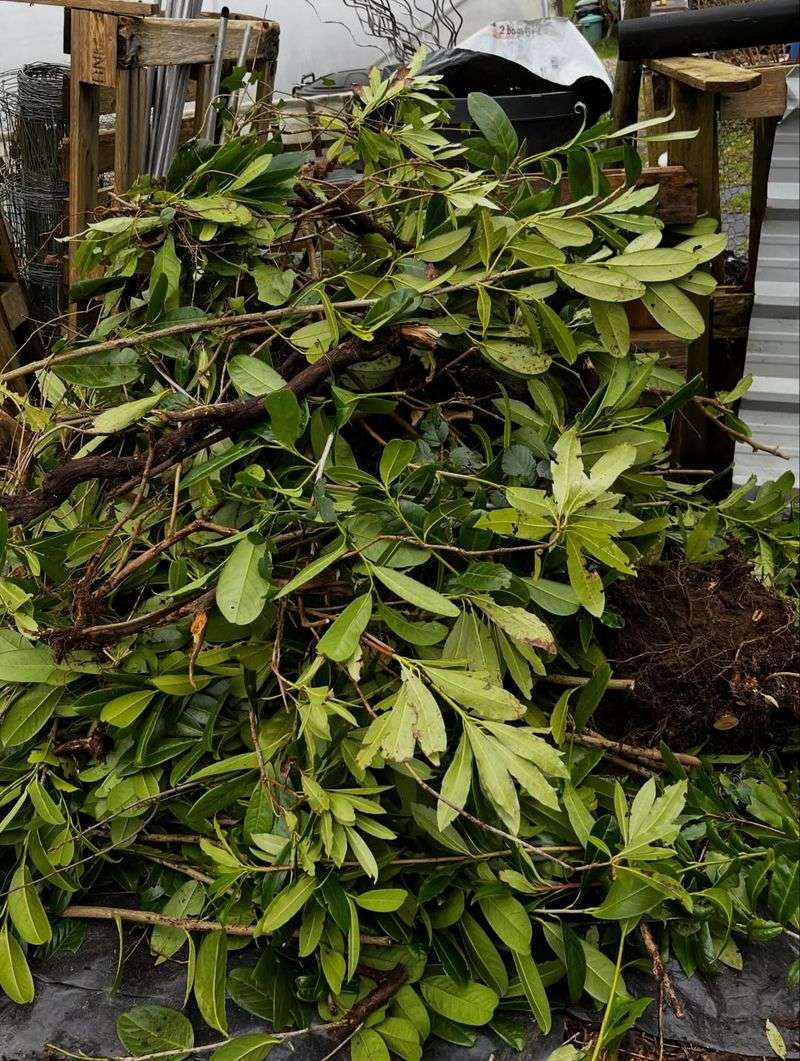 Cherry Laurel Can Outgrow Its Welcome Fast