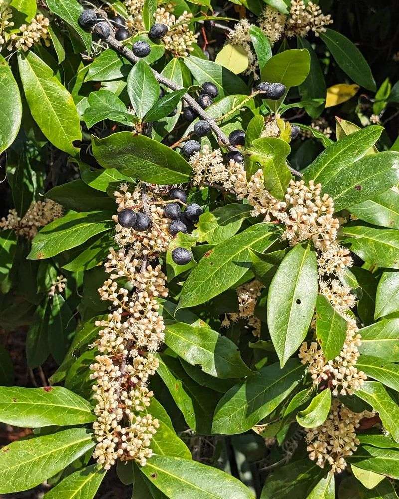 Cherry Laurel (Prunus Caroliniana) Cherry Laurel (Prunus Caroliniana)