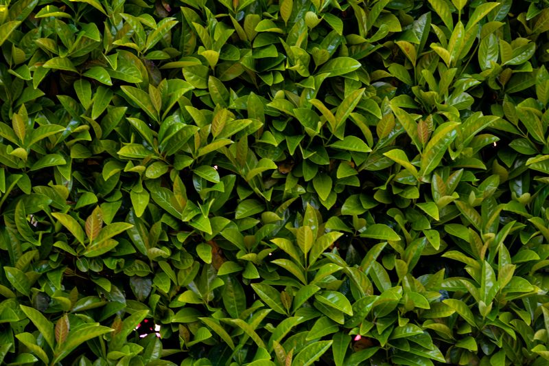 Cherry Laurel