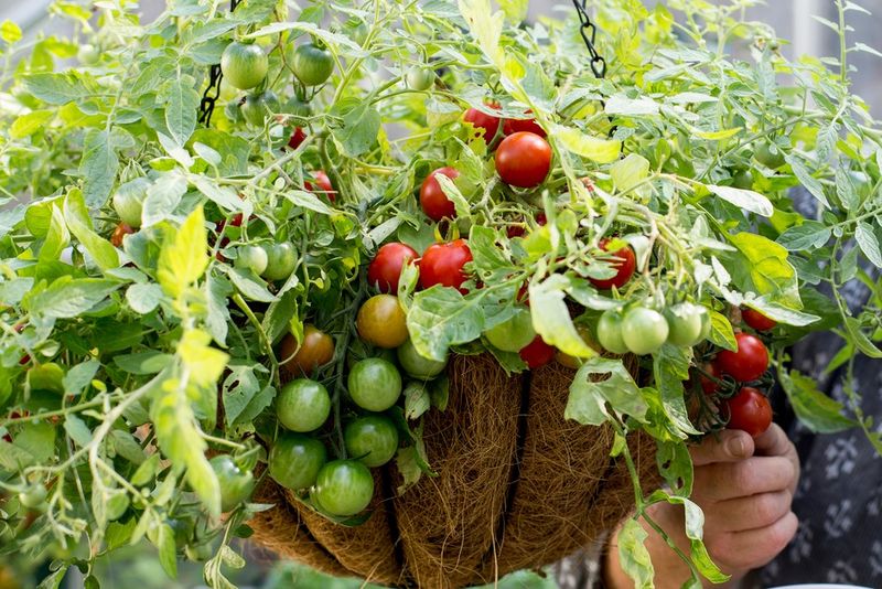 Cherry Tomatoes