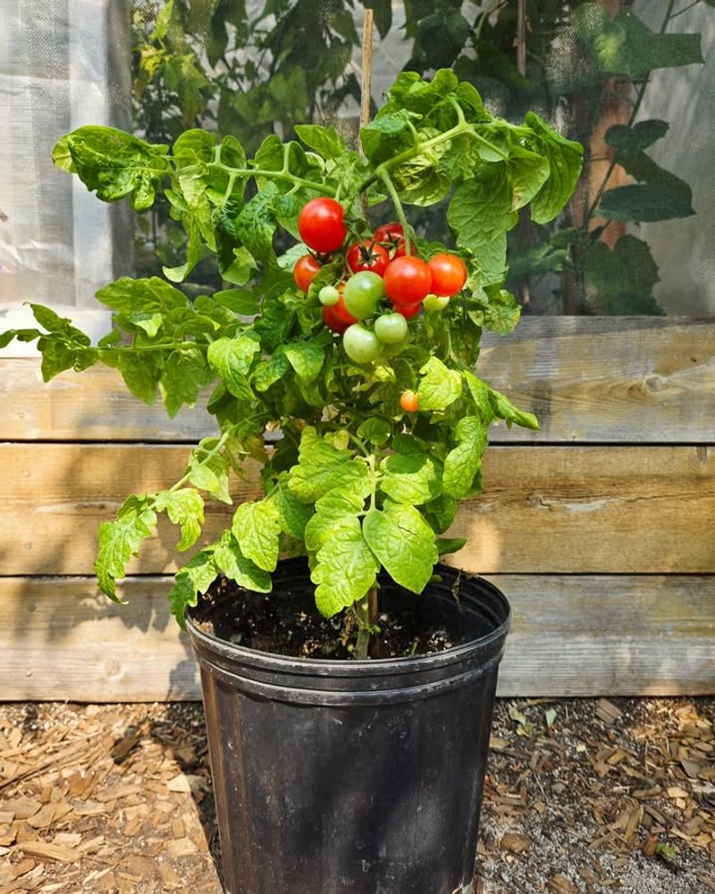 Cherry Tomatoes Adapt Easily To Bucket Growing Cherry Tomatoes Adapt Easily To Bucket Growing