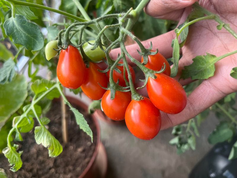 Cherry Tomatoes Are Container Garden Favorites Cherry Tomatoes Are Container Garden Favorites