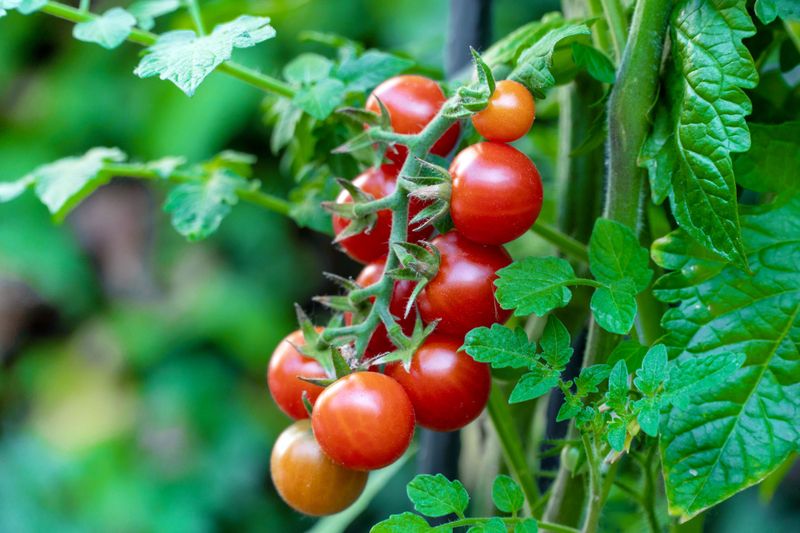 Cherry Tomatoes Keep The Harvest Bowl Full