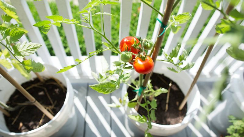 Cherry Tomatoes Often Outlast Larger Tomato Types