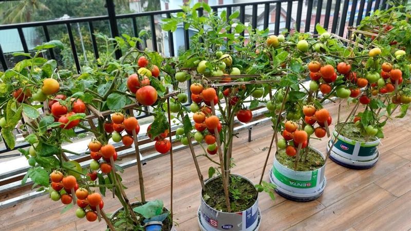 Cherry Tomatoes Produce Better With Vertical Support