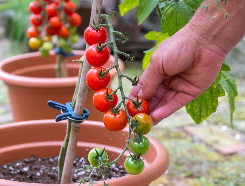 Cherry Tomatoes Set Fruit Before Extreme Heat Hits