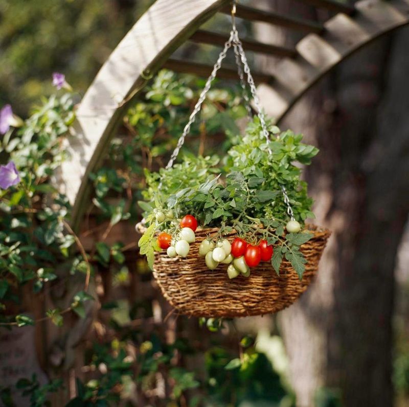 Cherry Tomatoes (Solanum lycopersicum Small Varieties)