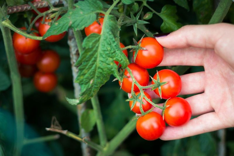 Cherry Tomatoes (Solanum lycopersicum var. cerasiforme) Still Produce Well From May Planting Cherry Tomatoes (Solanum lycopersicum var. cerasiforme) Still Produce Well From May Planting