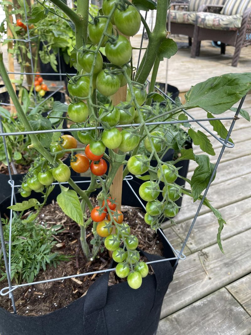 Cherry Tomatoes Stay More Manageable With Strong Vertical Support