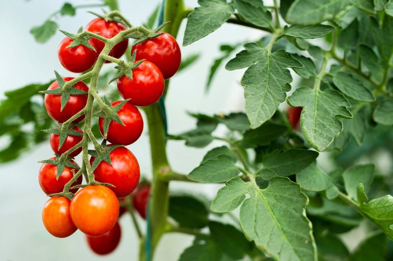 Cherry Tomatoes