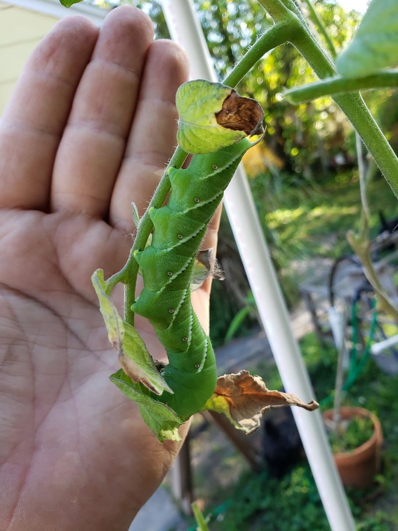 Chewed Fruit Points To A Pest Problem