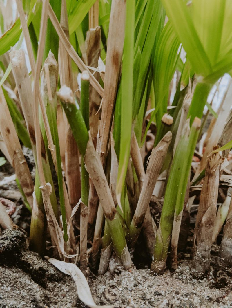 Chewed Stems And Missing Leaves At Ground Level