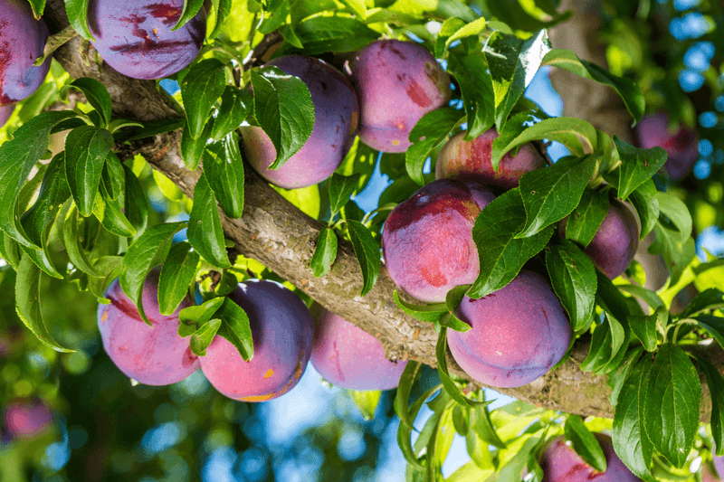 Chickasaw Plum Adds Spring Flowers And Small Edible Fruit Chickasaw Plum Adds Spring Flowers And Small Edible Fruit