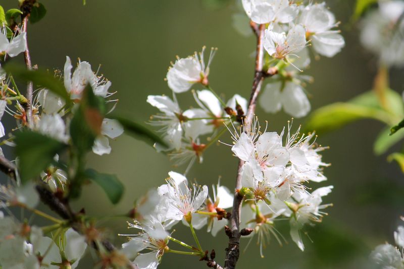 Chickasaw Plum Brings Native White Blooms Chickasaw Plum Brings Native White Blooms